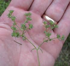 Attēlu rezultāti vaicājumam “Scleranthus annuus flower”