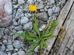 Attēlu rezultāti vaicājumam “Leontodon autumnalis”