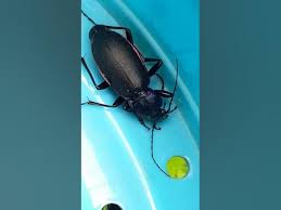 Attēlu rezultāti vaicājumam “Leistus terminatus”