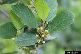 Attēlu rezultāti vaicājumam “Frangula alnus flower”