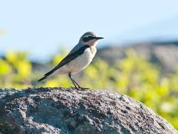 Attēlu rezultāti vaicājumam “Oenanthe oenanthe”