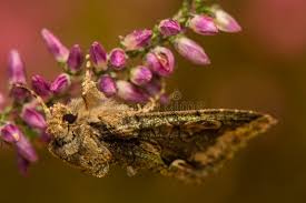 Attēlu rezultāti vaicājumam “Allophyes oxyacanthae”