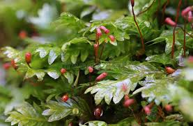 Attēlu rezultāti vaicājumam “Fissidens adianthoides”