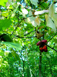 Attēlu rezultāti vaicājumam “Euonymus verrucosus fruit”
