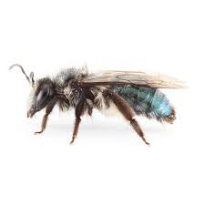 Attēlu rezultāti vaicājumam “Andrena”