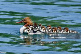 Attēlu rezultāti vaicājumam “Mergus merganser female”