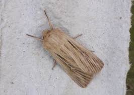 Attēlu rezultāti vaicājumam “Leucania comma”