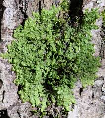 Attēlu rezultāti vaicājumam “Radula complanata”