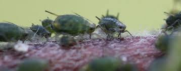 Attēlu rezultāti vaicājumam “Aphis farinosa”