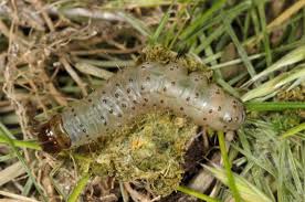 Attēlu rezultāti vaicājumam “Staurophora celsia”