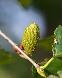 Attēlu rezultāti vaicājumam “Betula alleghaniensis fruit”
