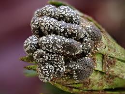 Attēlu rezultāti vaicājumam “Didymiaceae”