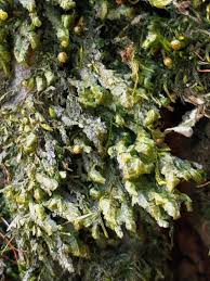 Attēlu rezultāti vaicājumam “Homalia trichomanoides”