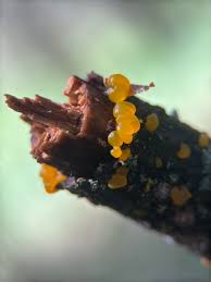 Attēlu rezultāti vaicājumam “Dacrymyces chrysospermus spores”