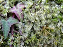 Attēlu rezultāti vaicājumam “Lophocolea bidentata”