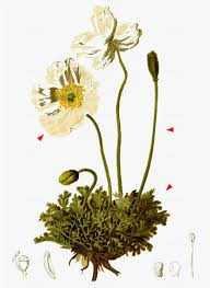 Image result for Alpenmohn