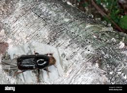 Attēlu rezultāti vaicājumam “Scolytus ratzeburgi”