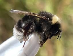 Attēlu rezultāti vaicājumam “Bombus”