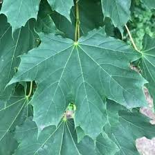Attēlu rezultāti vaicājumam “Acer platanoides leaf”
