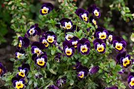 Image result for Viola wittrockiana
