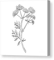 Attēlu rezultāti vaicājumam “Carum carvi flower”