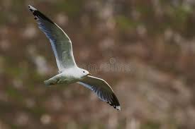 Attēlu rezultāti vaicājumam “Larus canus”