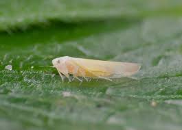 Attēlu rezultāti vaicājumam “Edwardsiana geometrica”