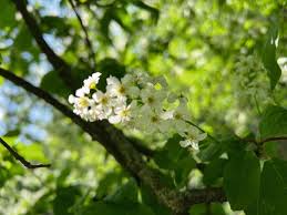 Attēlu rezultāti vaicājumam “Prunus padus var. roseiflora”