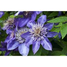 Image result for clematis multi blue