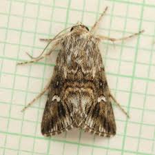 Attēlu rezultāti vaicājumam “Calophasia lunula”