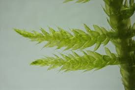 Attēlu rezultāti vaicājumam “Cirriphyllum piliferum”