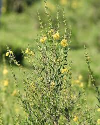 Attēlu rezultāti vaicājumam “Lythraceae”