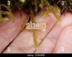 Attēlu rezultāti vaicājumam “Antitrichia curtipendula macro”