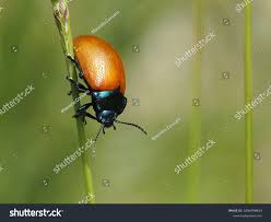 Attēlu rezultāti vaicājumam “Meloe sp. imago”