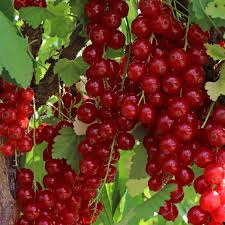 Bildergebnis für rote johannisbeeren