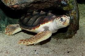 Image result for Caretta caretta