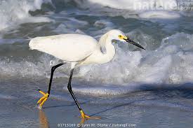 Image result for Egretta thula