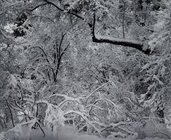 Image result for Ansel Adams Aspens New Mexico