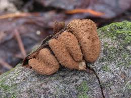 Attēlu rezultāti vaicājumam “Encoelia furfuracea”