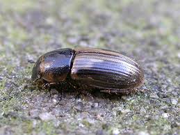 Attēlu rezultāti vaicājumam “Aphodius sp.”