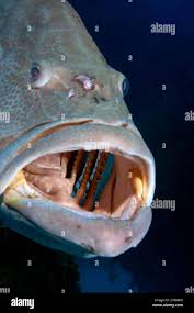 Image result for Mycteroperca venenosa