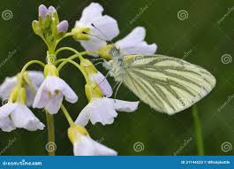 Attēlu rezultāti vaicājumam “Pieris napi underside”