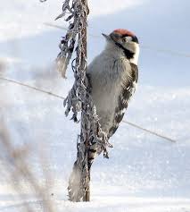 Attēlu rezultāti vaicājumam “Dendrocopos minor”