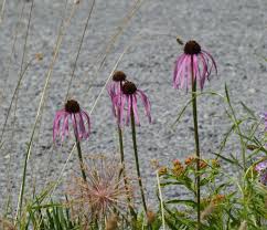 Image result for Echinacea pallida