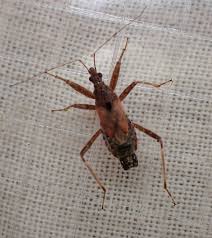 Attēlu rezultāti vaicājumam “Himacerus apterus”