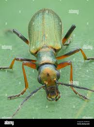 Attēlu rezultāti vaicājumam “Chrysanthia geniculata”