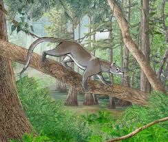 Attēlu rezultāti vaicājumam “Carnivora”