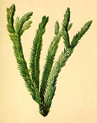 Attēlu rezultāti vaicājumam “Huperzia selago”