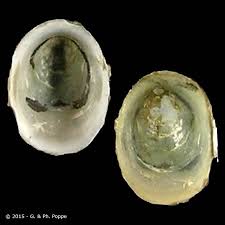 Attēlu rezultāti vaicājumam “Ancylus fluviatilis”