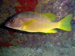 Image result for Lutjanus jocu